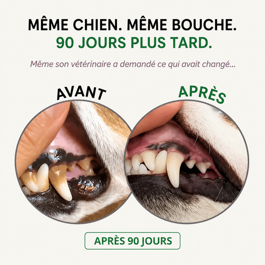 Spray dentaire anti-tartre - chiens/chats